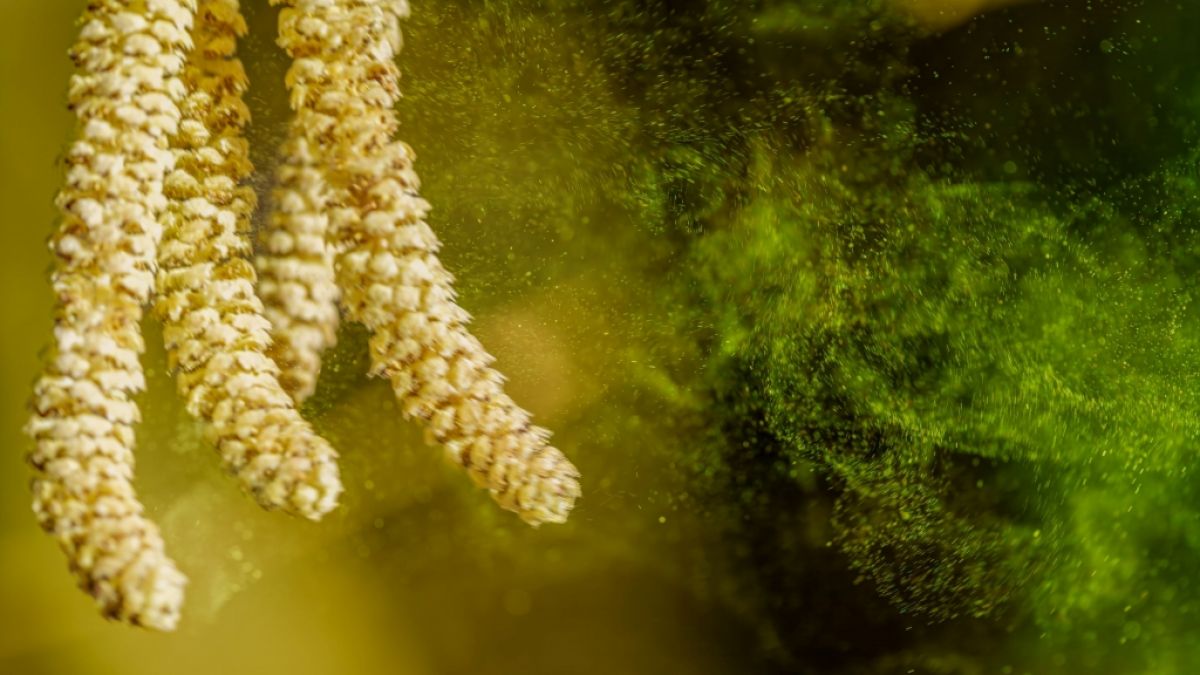 Aktuelle Daten zum Pollenflug in Ihrer Region auf news.de. (Foto)