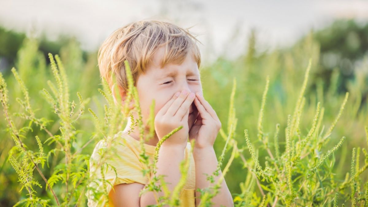 Aktuelle Daten zum Pollenflug in Ihrer Region auf news.de. (Foto)