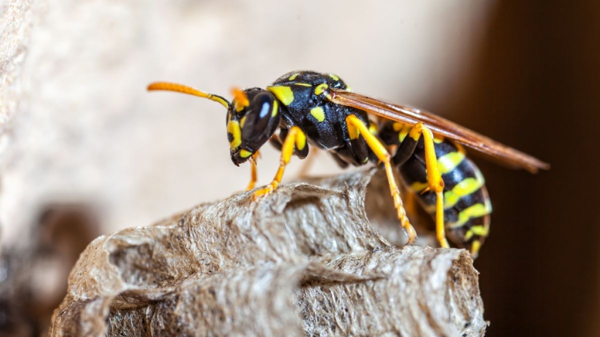 Wespen sind oft gar nicht auf Sie aus, sondern auf Nahrung, die vielleicht in der Nähe liegt. (Foto)