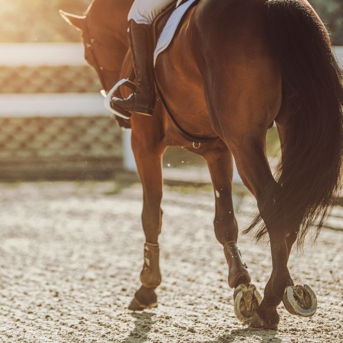 Dressur-Star Werth pausiert nach Tod ihres Partners