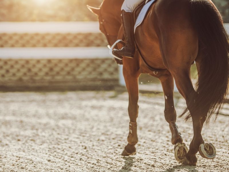 Reitsport: Nationenpreis gerettet: Ersatz für CHIO gefunden