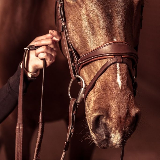 Werths zweiter Versuch für 10. Einzel-Gold bei Dressur-EM