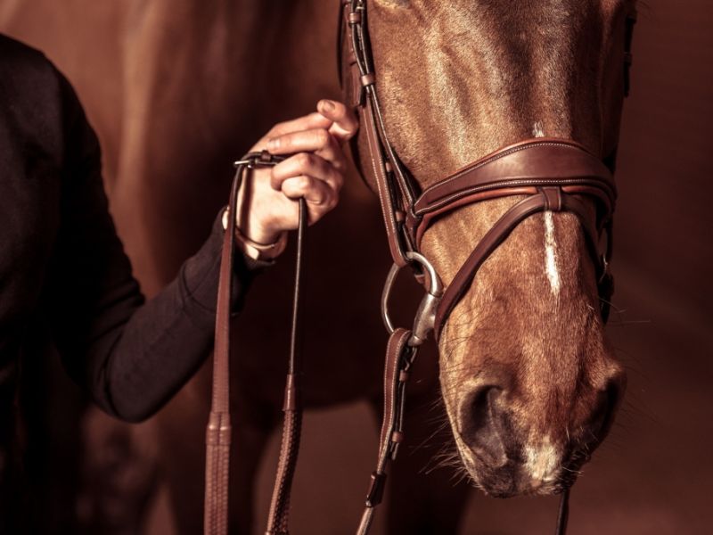 Reiten: Pferd nach Unfall eingeschläfert: Weltcup ohne Ahlmann