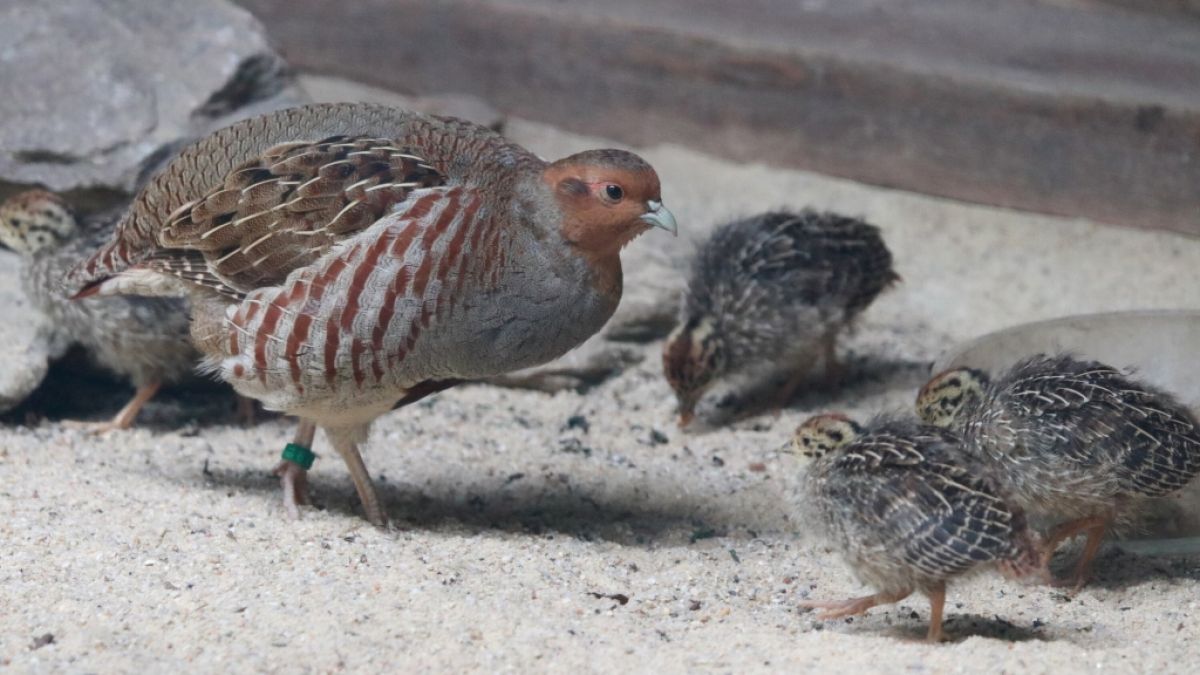 Rebhühner bewohnen in freier Wildbahn oft Steppen- und Heidelandschaften in weiten Teilen Europas und Asiens. (Foto)