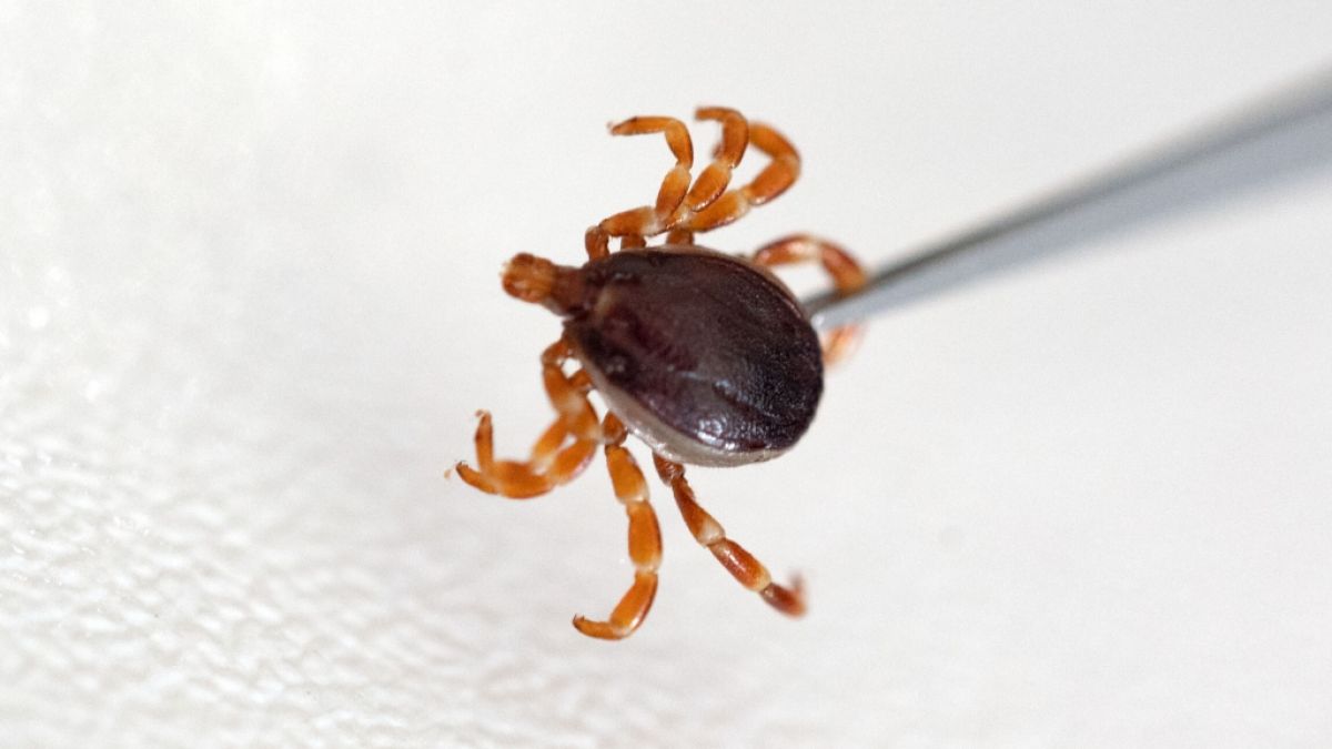 Bei einem Stich sollte man die infektiösen Insekten vorsichtig mit einer Pinzette entfernen. (Foto)