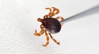 Bei einem Stich sollte man die infektiösen Insekten vorsichtig mit einer Pinzette entfernen.