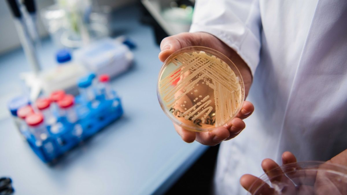In Deutschland werden immer mehr Infektionen mit dem Hefepilz Candidozyma auris gemeldet. Ein neuer ECDC-Bericht zeigt einen alarmierenden Trends. (Foto)
