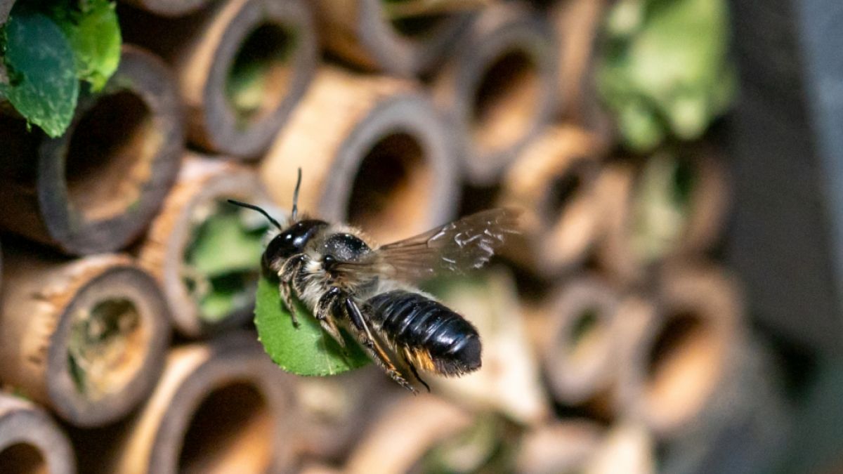 Bien im Anflug auf ein Nest (Symbolbild) (Foto)