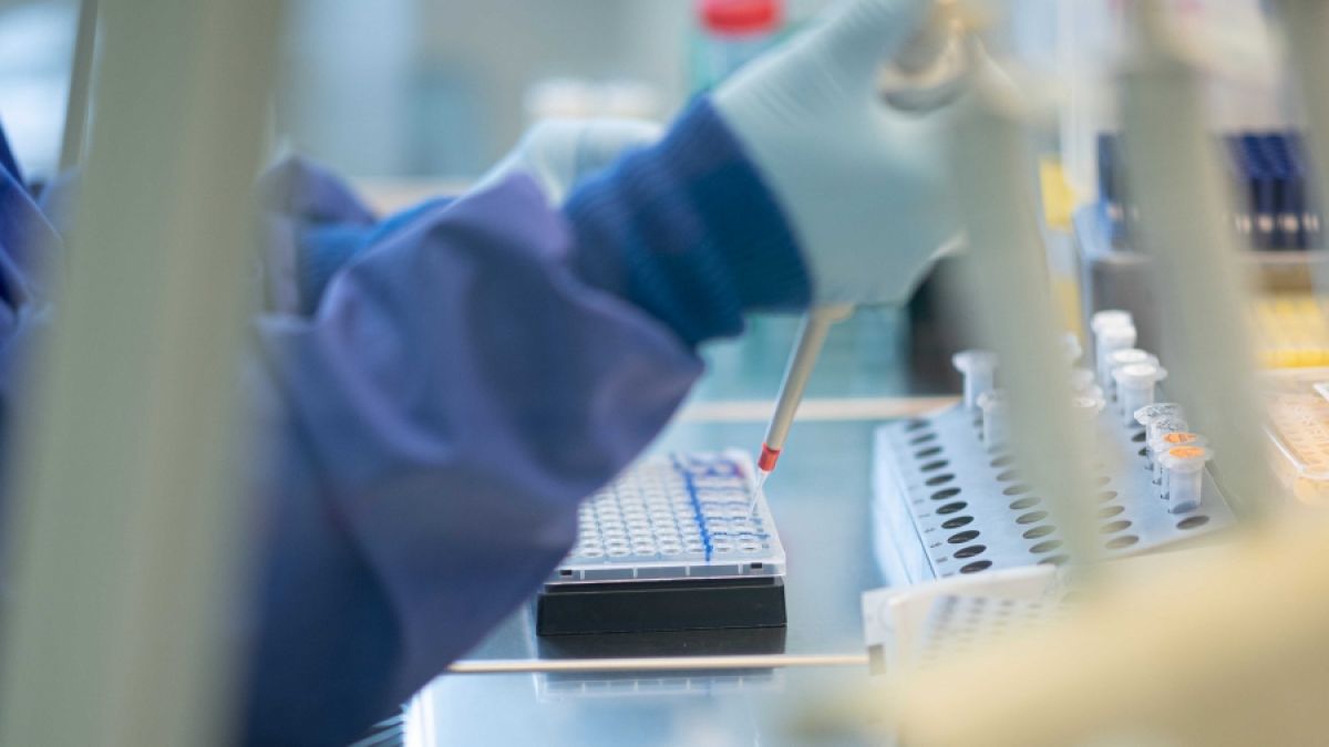 Wissenschaftler haben ein außergewöhnliches Riesenvirus entdeckt. (Foto)