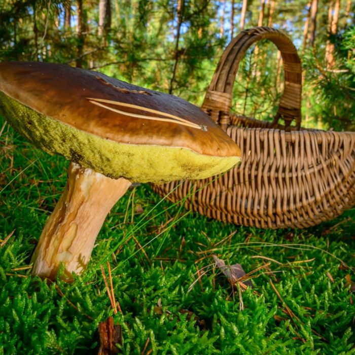 Pilzsammler aufgepasst - diese Bußgelder drohen bei Fehlverhalten