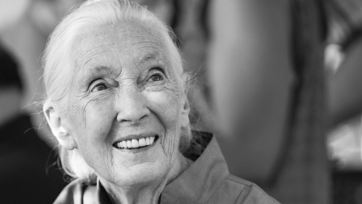 Schimpansen-Forscherin Jane Goodall ist mit 91 Jahren gestorben. (Foto)