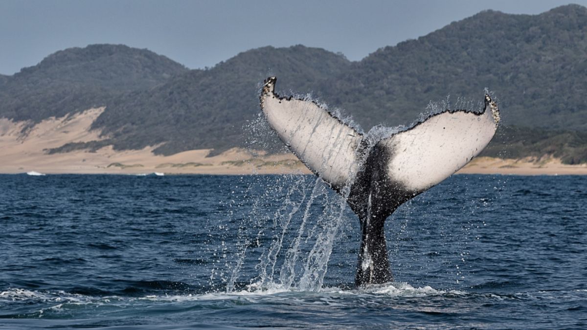 Profi-Surfer Graham Howes ist nach einer Kollision mit einem Wal gestorben. (Foto)