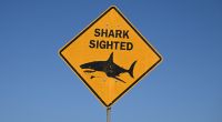 Ein Schild am Strand warnt vor den Gefahren durch wilde Haie. Immer wieder kommt es zu Verletzten und Toten in Australien durch Haiattacken.