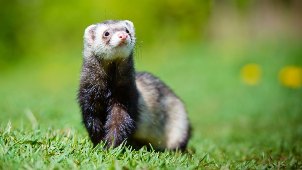 Die niedlichen Tierchen gelten in China als gefährliche Krankheitsüberträger. (Foto)
