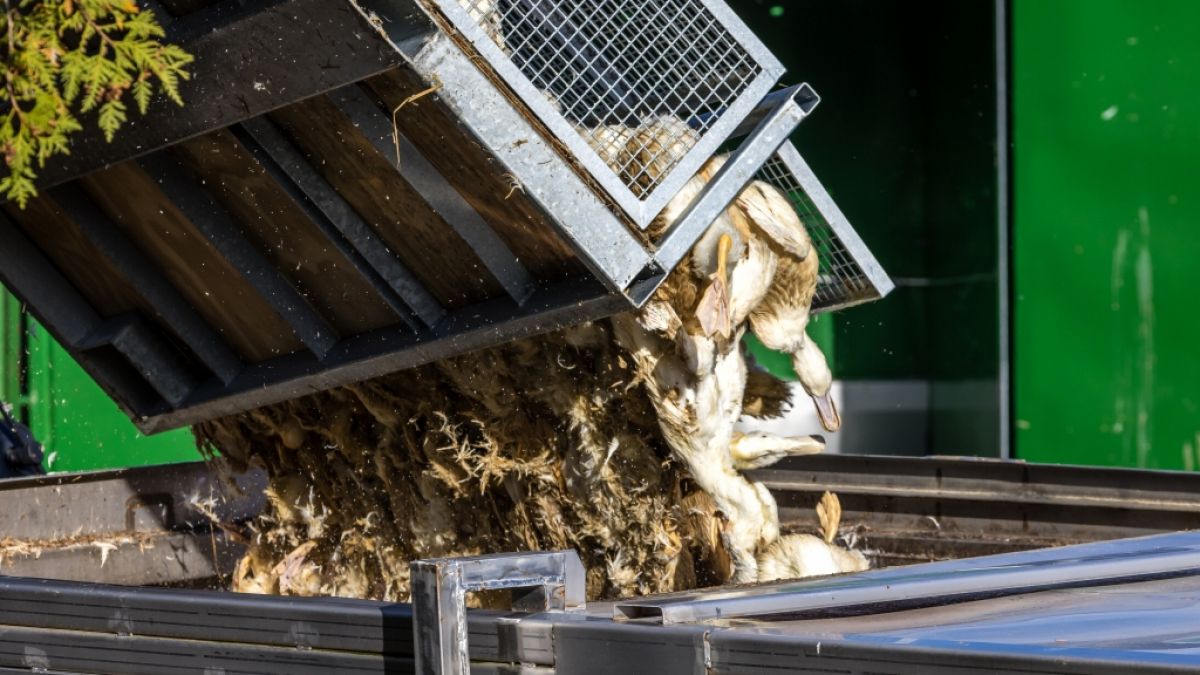 Bereits mehr als 400.000 Tiere mussten aufgrund der Vogelgrippe getötet werden, um die Ausbreitung zu verhindern. (Foto)