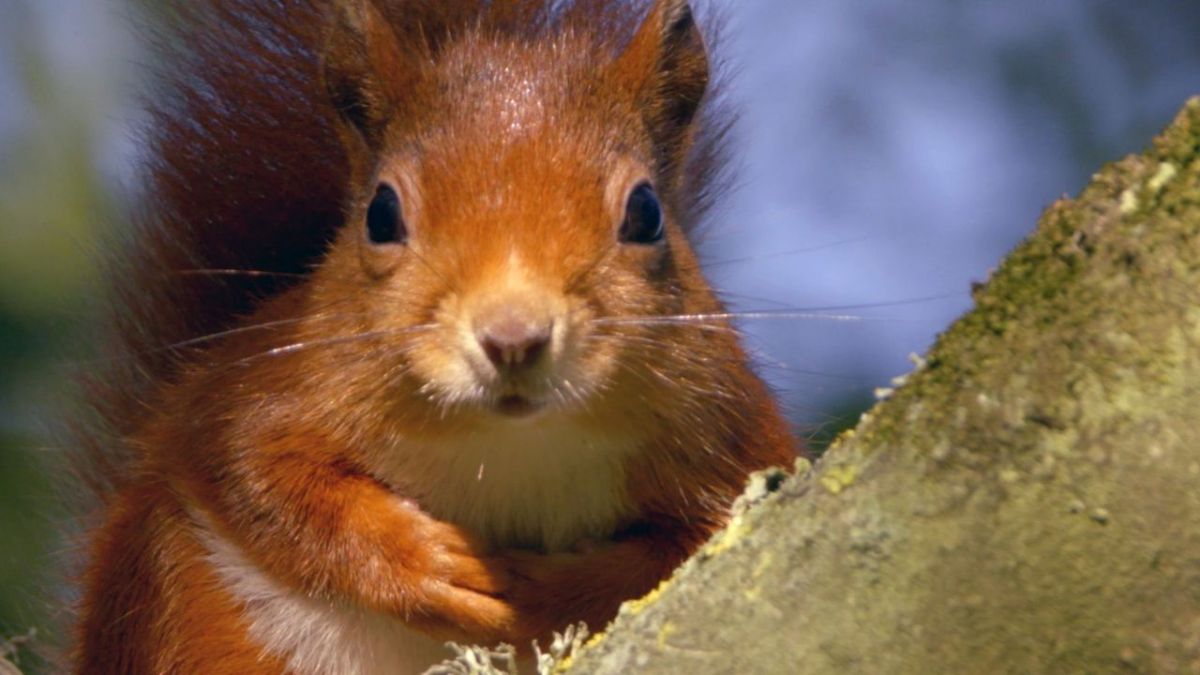 Wales bei Arte (Foto)