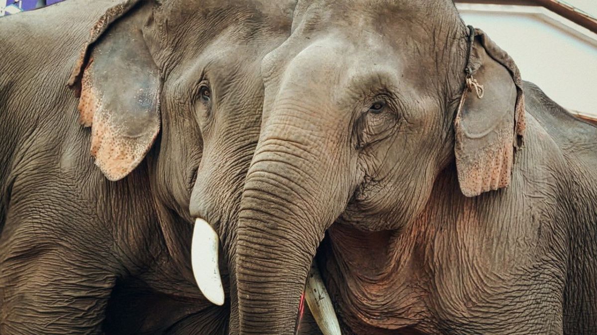 quot Stealing Giants Der grausame Handel mit lebenden Elefanten quot heute im