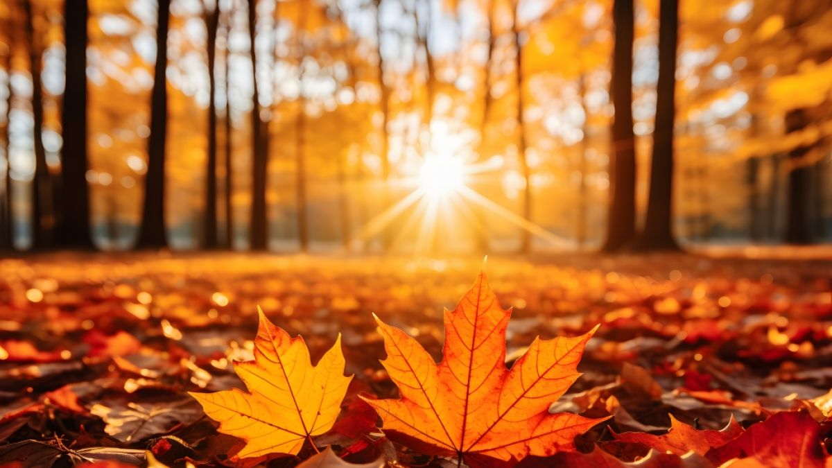 D&uuml;rfen wir uns auf goldenes November-Wetter freuen? (Foto)