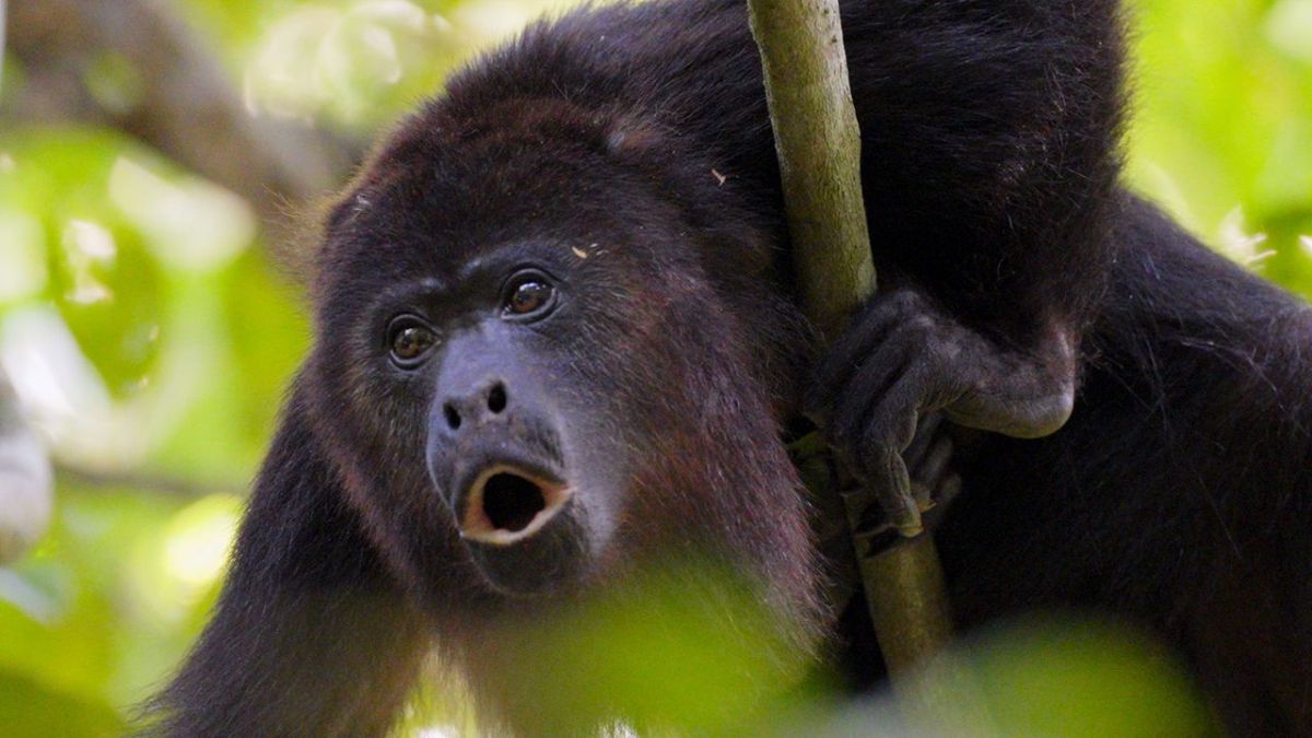 Unbekanntes Belize bei Arte (Foto)