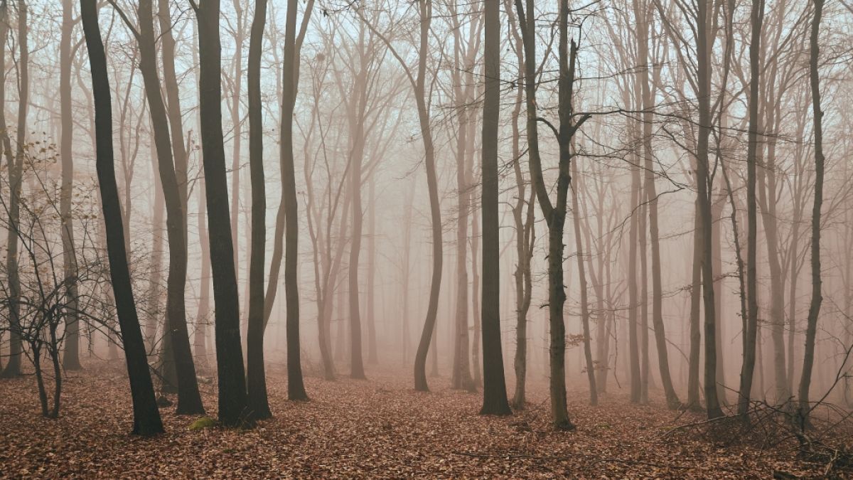 Meteorlogen prophezeien f&uuml;rs Wochenende November-Grau. (Foto)
