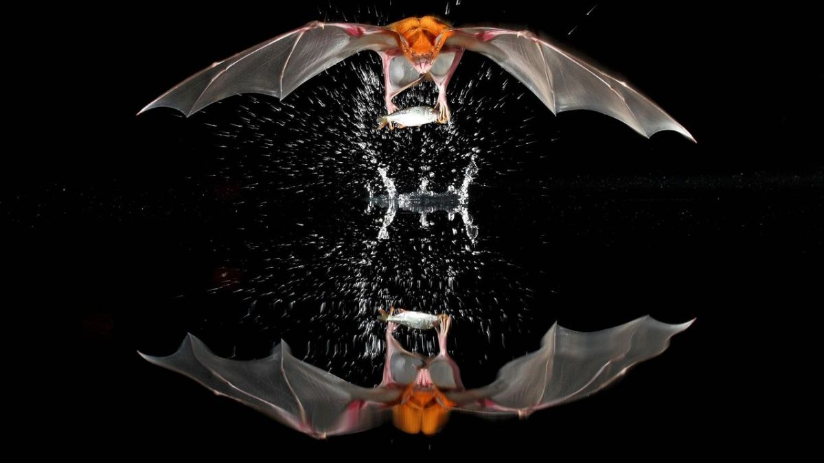 Säugetiere bei 3sat (Foto)