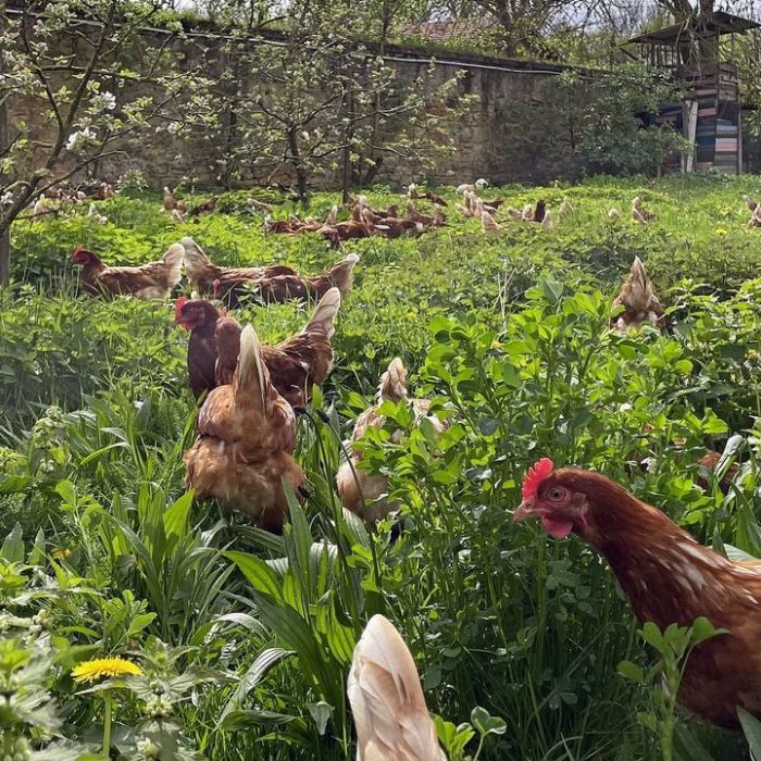 Wann und wo man die Wiederholung sehen kann