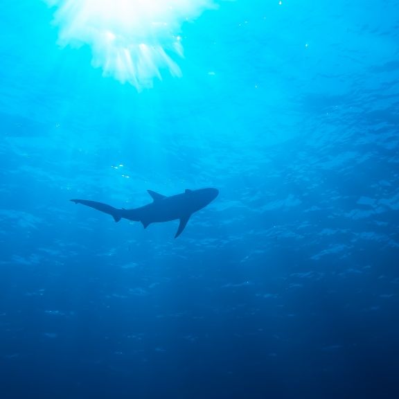 Windsurfer von Board gerissen - Video zeigt dramatische Szenen