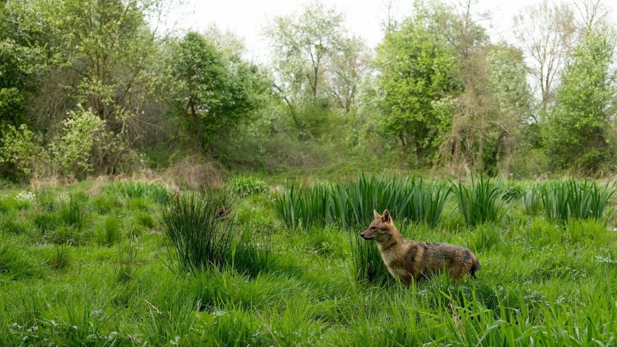 Europas Amazonien bei Arte (Foto)
