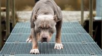 Drei Pitbull-Hunde haben eine 23-Jährige getötet.