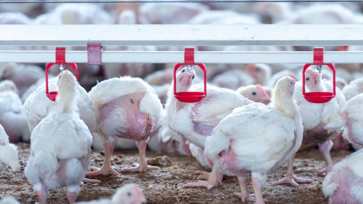 Vogelgrippe breitet sich auch in Deutschland aus. (Foto)