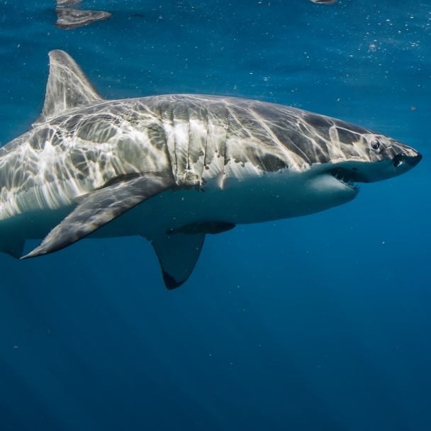 Schwimmerin (25) im Meer zerfleischt - Freund überlebt schwer verletzt