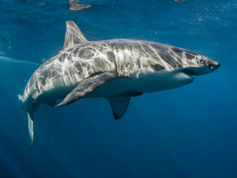 Tödliche Hai-Attacke in Australien: Schwimmerin (25) im Meer zerfleischt - Freund überlebt schwer verletzt