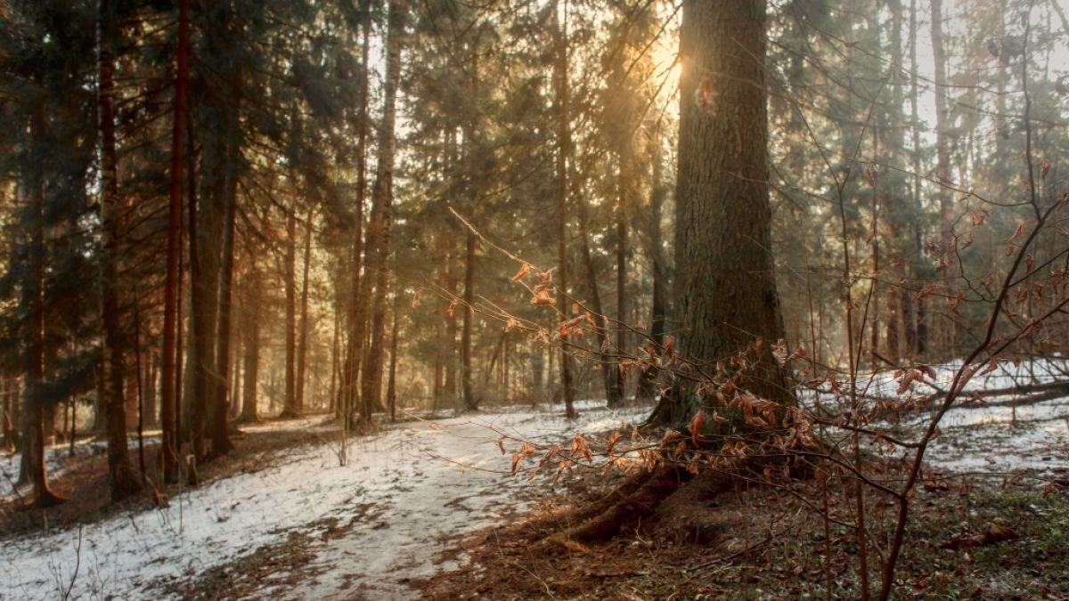 Das kalte Winterwetter k&ouml;nnte erst kurz vor Weihnachten zur&uuml;ckkehren. (Foto)