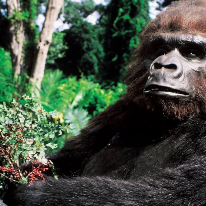 TV-Wiederholung und Online-Mediathek im Überblick