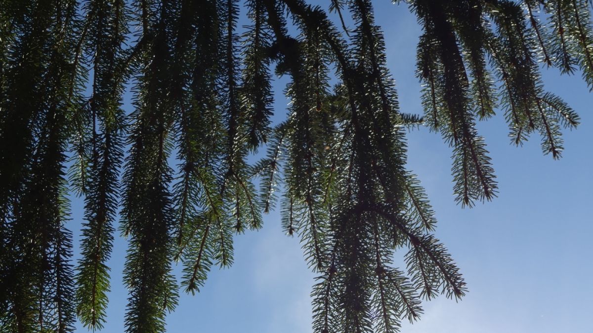 Der Dezember zeigt sich aktuell ungewöhnlich warm. (Foto)