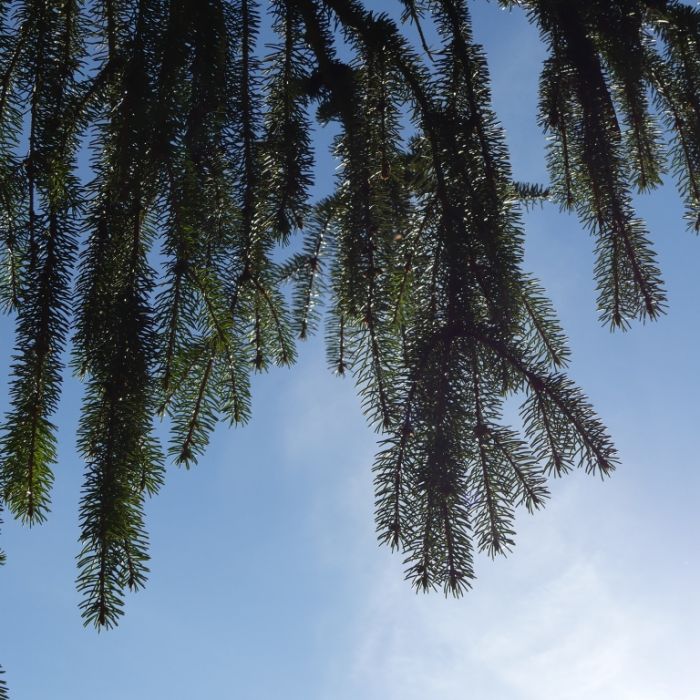 Der Dezember zeigt sich aktuell ungewöhnlich warm.