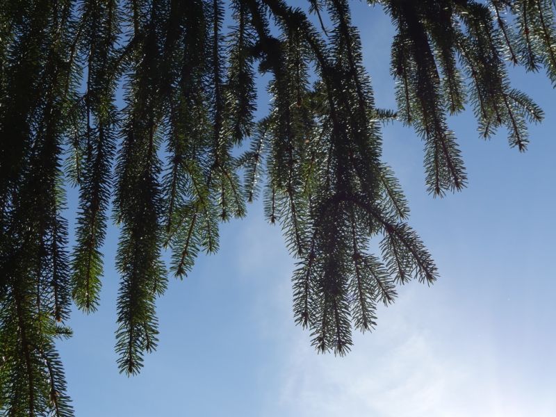 Frühlingswetter mitten im Dezember: Temperatur-Wahnsinn - hier wird es besonders warm