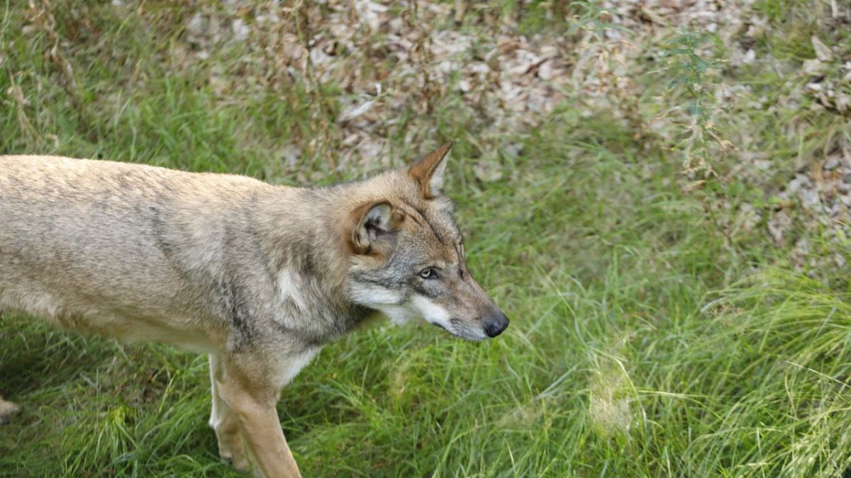 Unkraut bei 3sat (Foto)