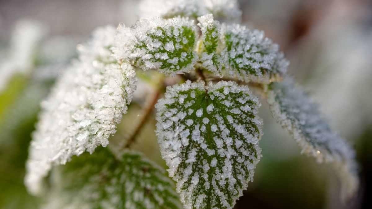 Der DWD hat eine Warnung vor Frost herausgegeben (Symbolbild). (Foto)
