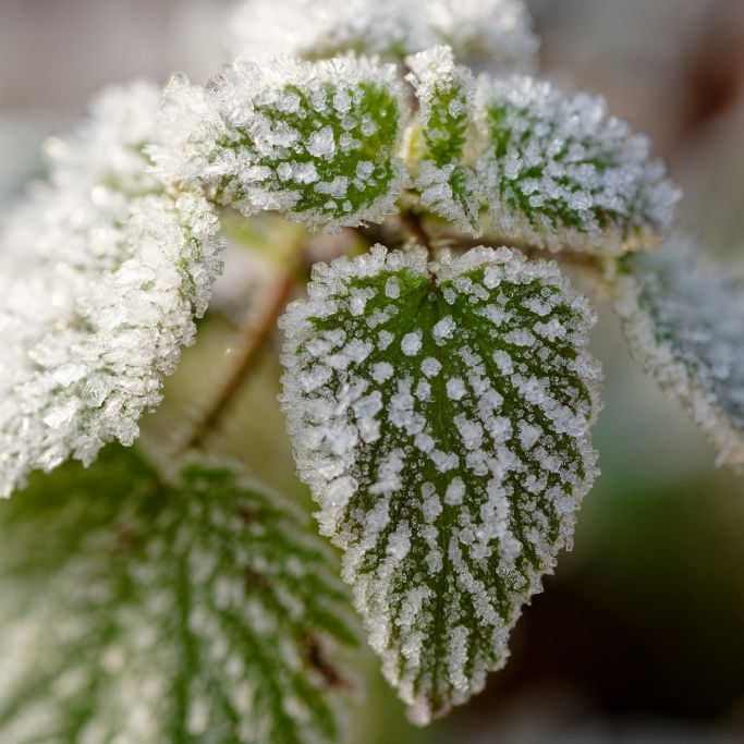 Frostgefahr in mehreren Gemeinden
