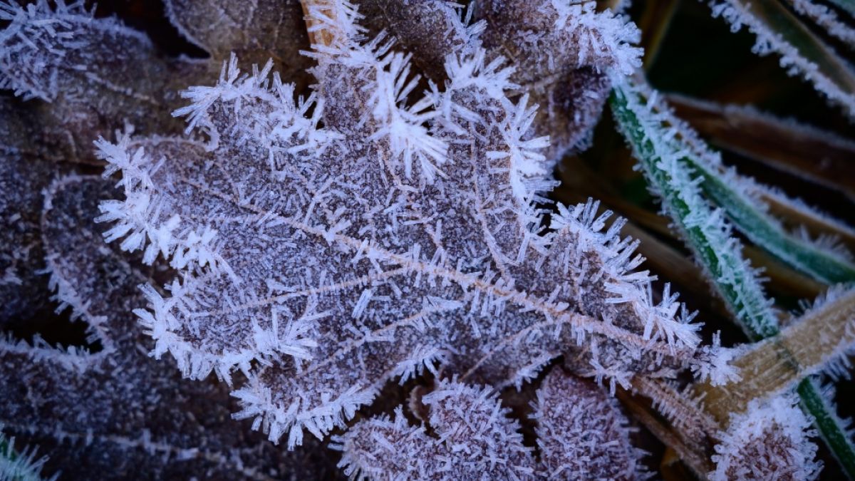 Der DWD hat eine Warnung vor Frost herausgegeben (Symbolbild). (Foto)