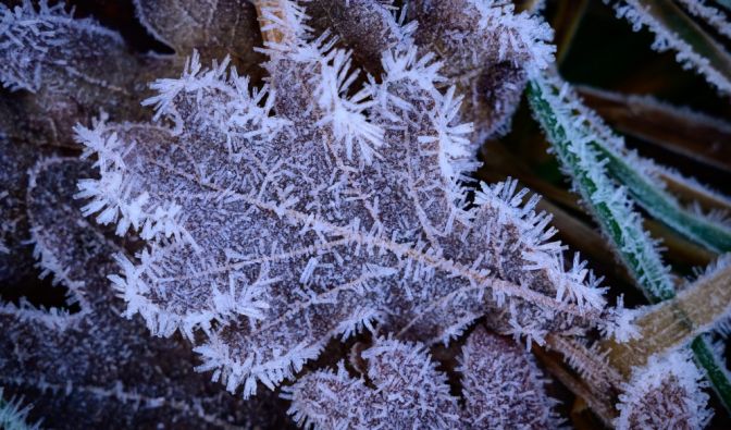 Der DWD hat eine Warnung vor Frost herausgegeben (Symbolbild).