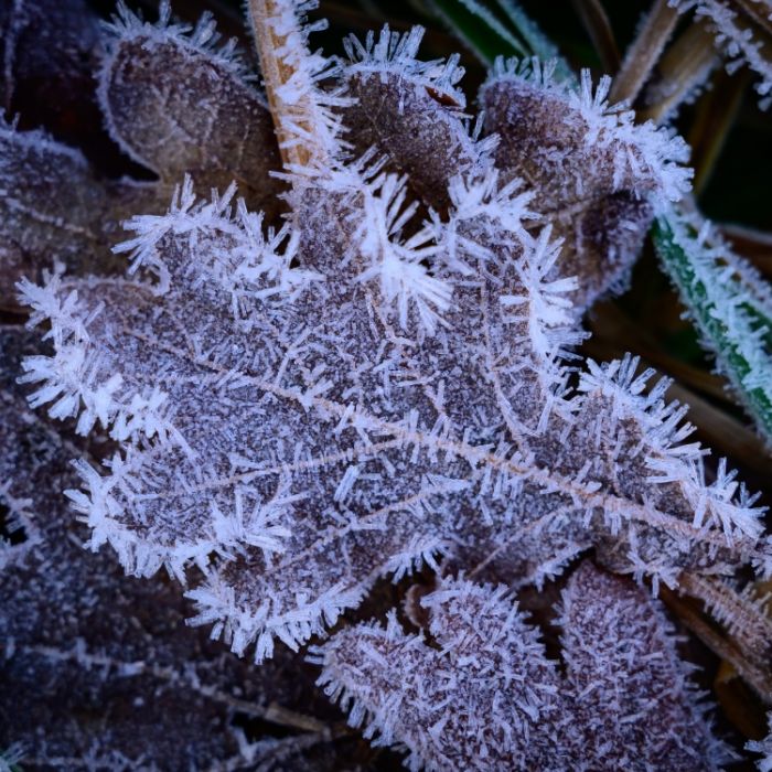 Frostwarnung in mehreren Gemeinden
