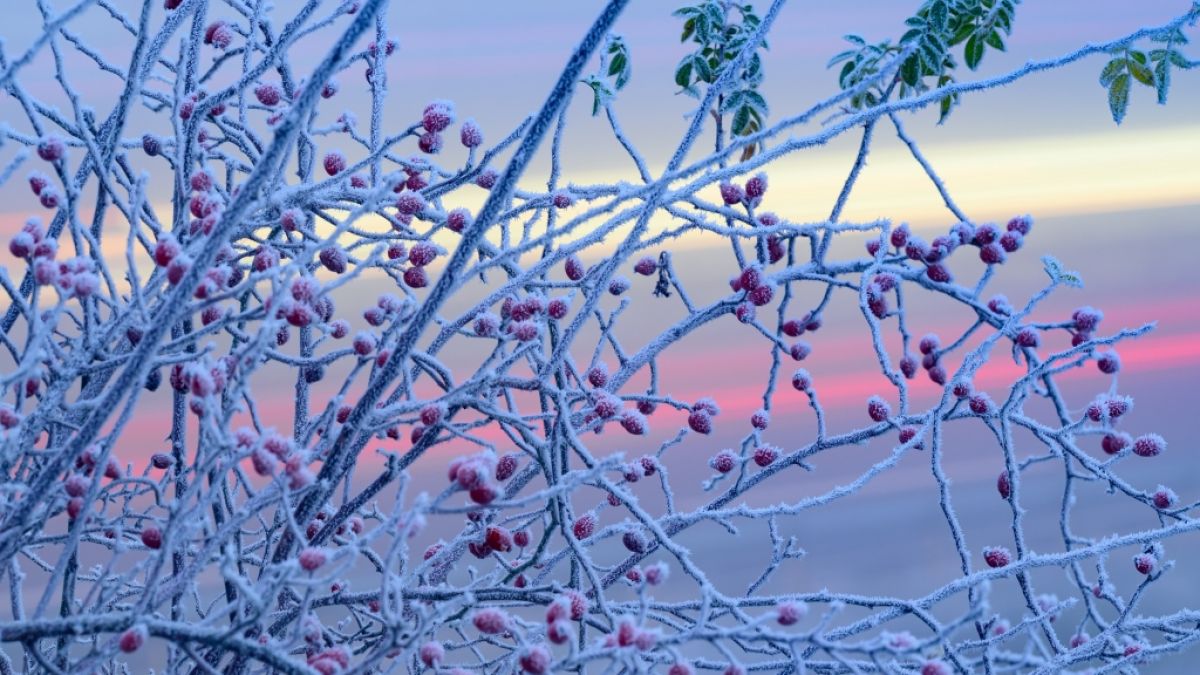 Der DWD hat eine Warnung vor Frost herausgegeben (Symbolbild). (Foto)