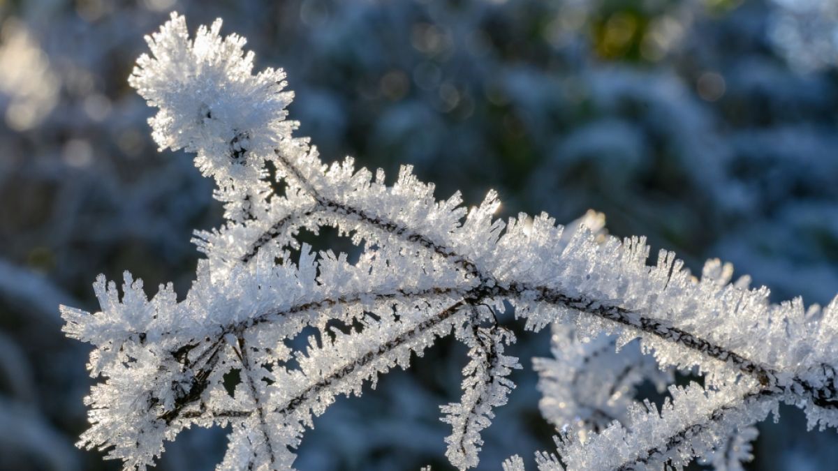 Der DWD hat eine Warnung vor Frost herausgegeben (Symbolbild). (Foto)