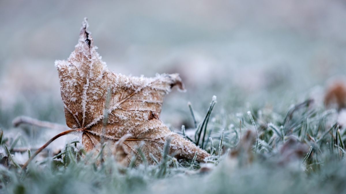 Der DWD hat eine Warnung vor Frost herausgegeben (Symbolbild). (Foto)