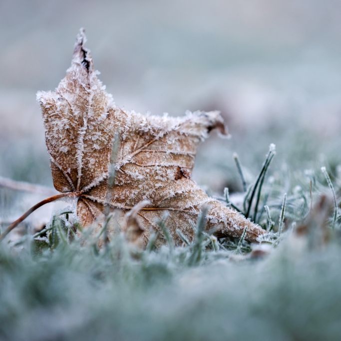 Frost am Montag möglich