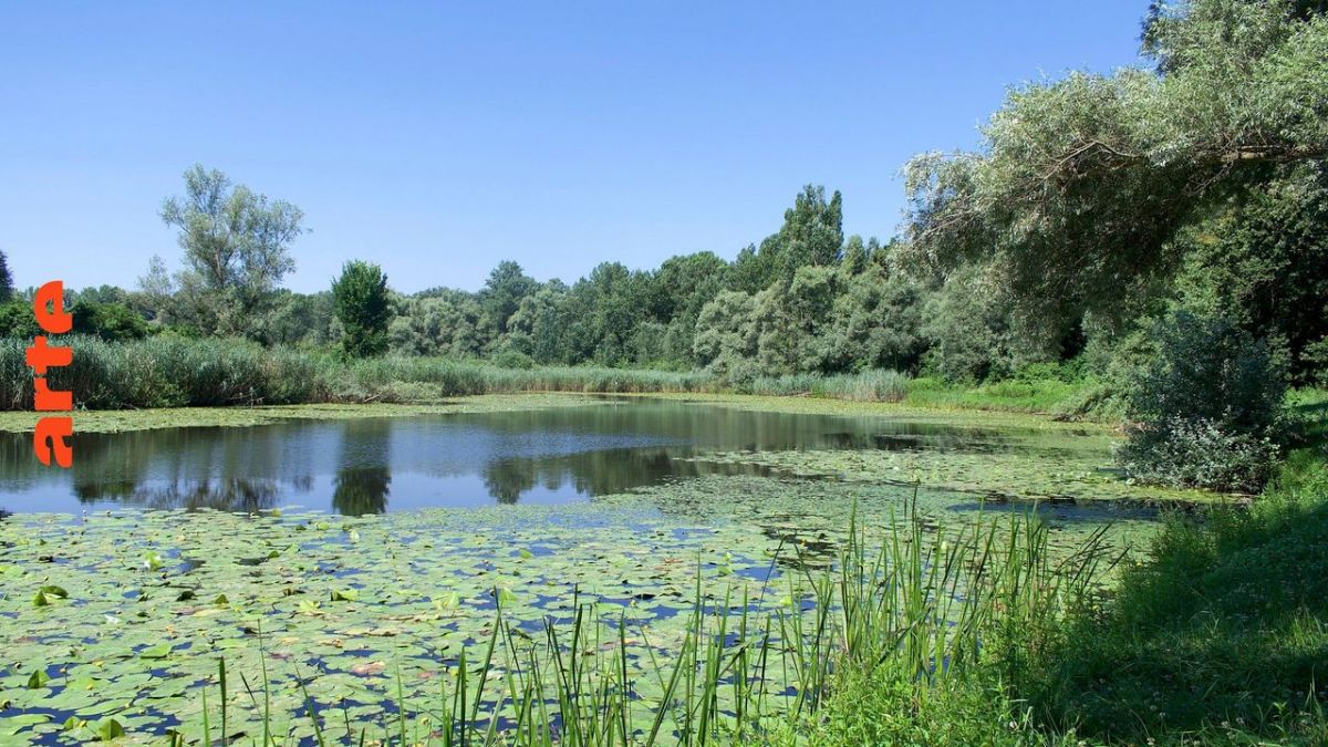 Europas Amazonien bei Arte (Foto)