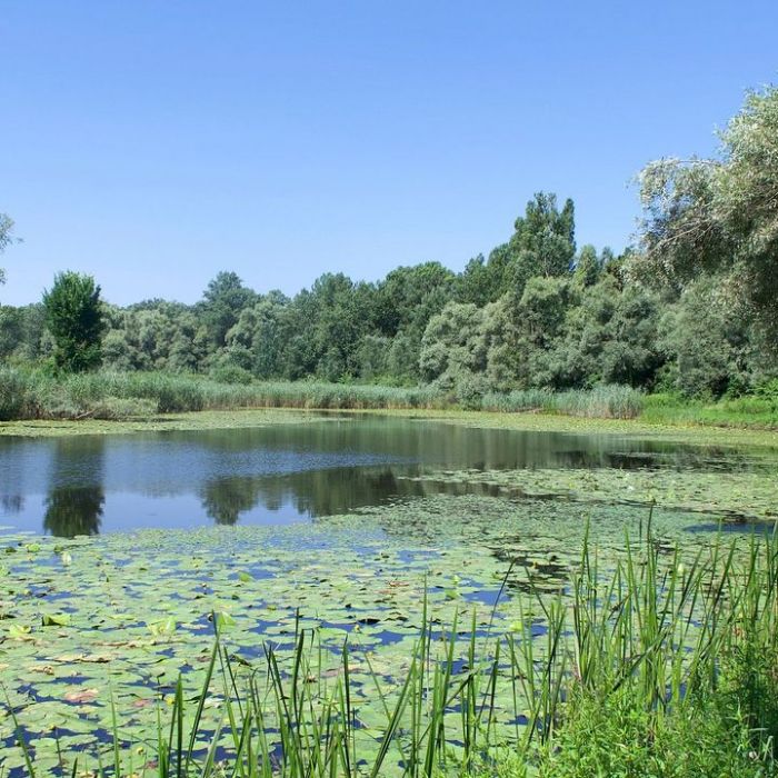 Wann und wo man die Wiederholung sehen kann