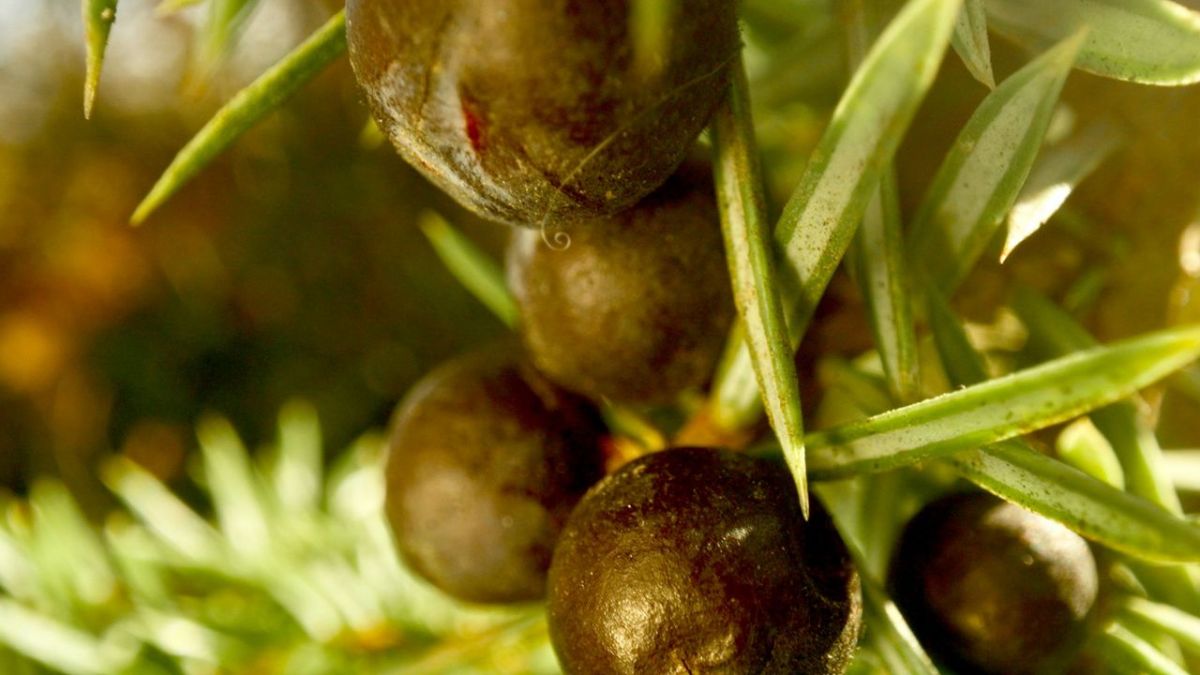 Die Welt der Gew&uuml;rze bei Arte (Foto)